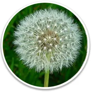 ikaria-lean-belly-juice-Taraxacum