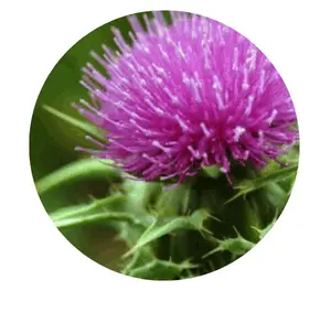 ikaria-lean-belly-juice-Milk Thistle